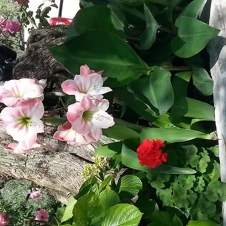 Affittacamere Irene Áfissos